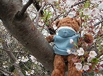 クマと桜.jpg