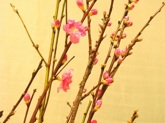 small桃の花.jpg