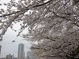 s-桜①.jpg
