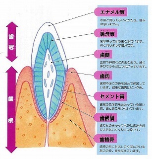 ブログ歯の構造.ｍｉｎｉ.jpg